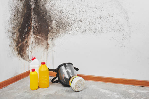 Best Black Mold Removal  in Woodlands, CA