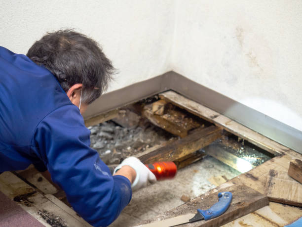 Best Mold Removal Specialists  in Woodlands, CA