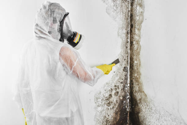 Best Office Mold Removal Services  in Woodlands, CA
