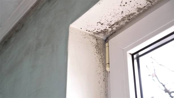 Best Professional Mold Removal  in Woodlands, CA