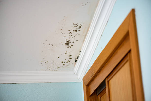 Best Mold Testing  in Woodlands, CA