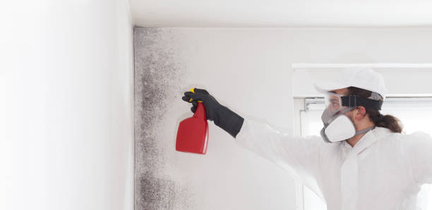 Best Emergency Mold Removal  in Woodlands, CA