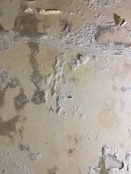 Best Emergency Mold Removal  in Woodlands, CA