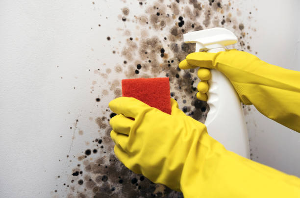 Best Black Mold Removal  in Woodlands, CA