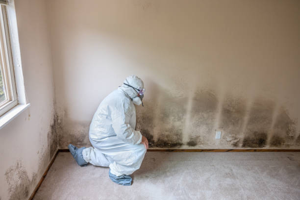 Best Mold Inspection  in Woodlands, CA