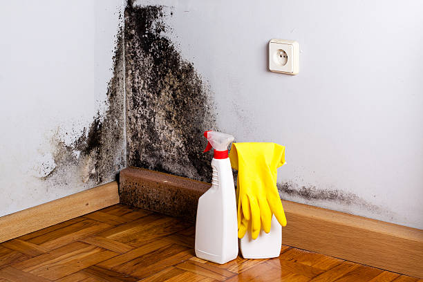Best Mold Remediation Services  in Woodlands, CA