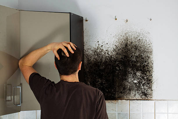 Mold Testing and Removal in Woodlands, CA