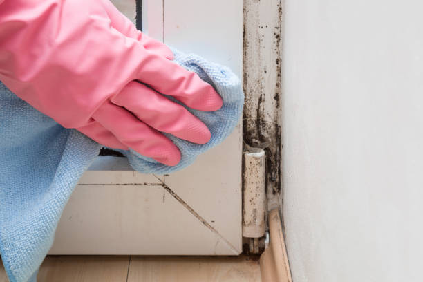 Best Home Mold Removal  in Woodlands, CA