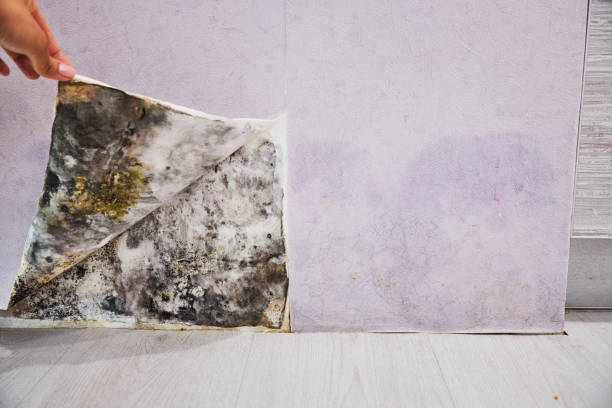 Best Best Mold Removal Companies  in Woodlands, CA